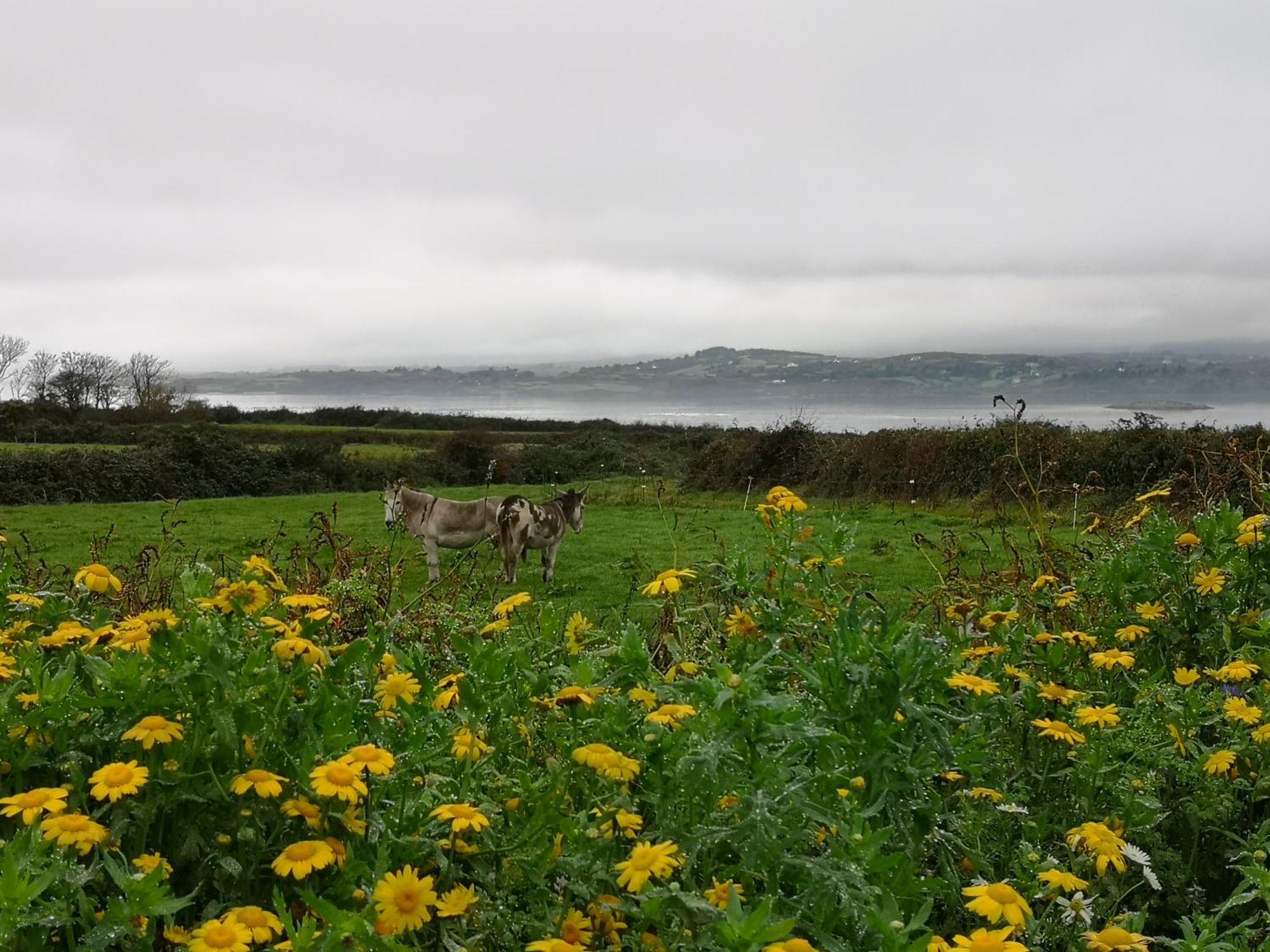 Roaringwater Stay Skibbereen Esterno foto